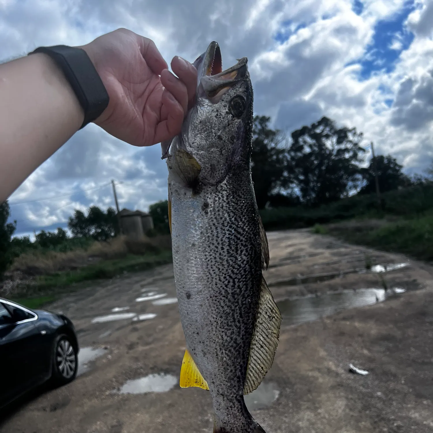 Gray weakfish caught on Fishbrain