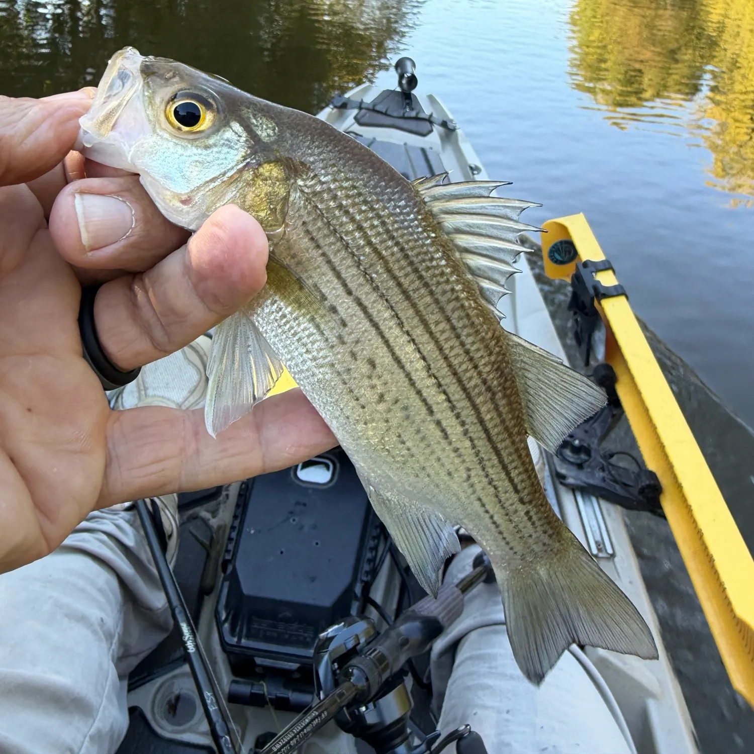 White bass caught on Fishbrain