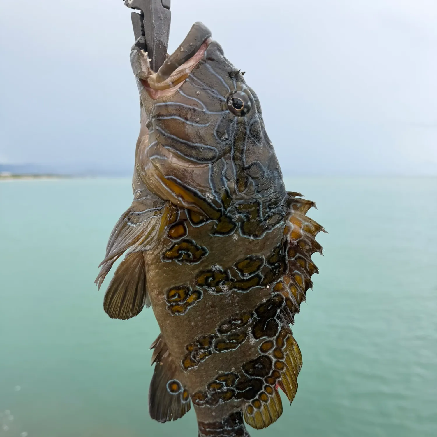 The most recent Giant hawkfish catches on Fishbrain