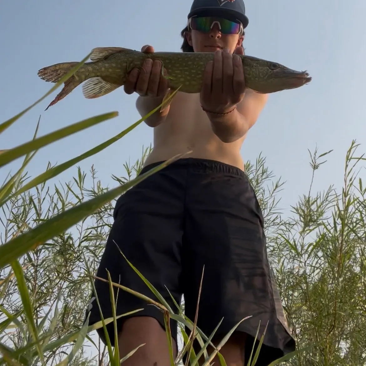 Northern pike caught on Fishbrain