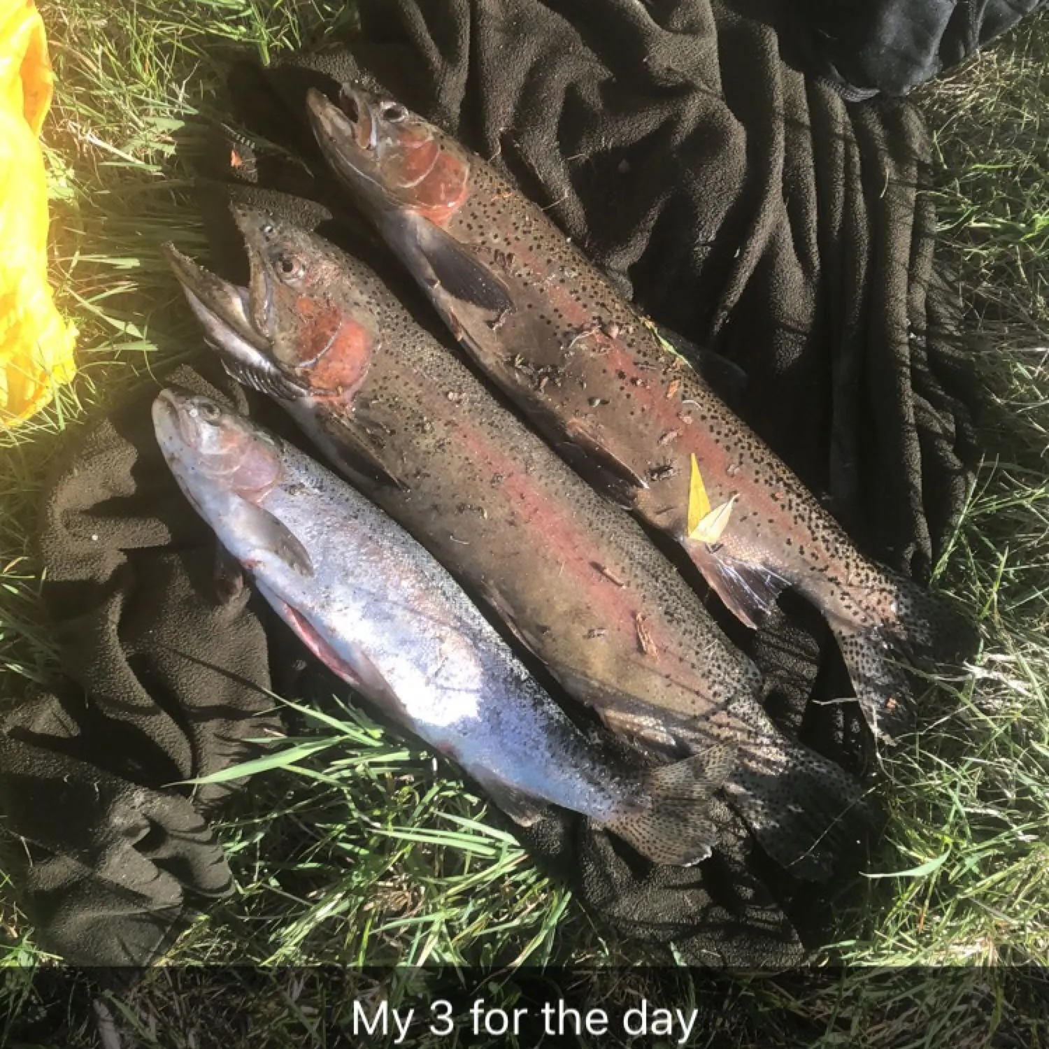 recently logged catches