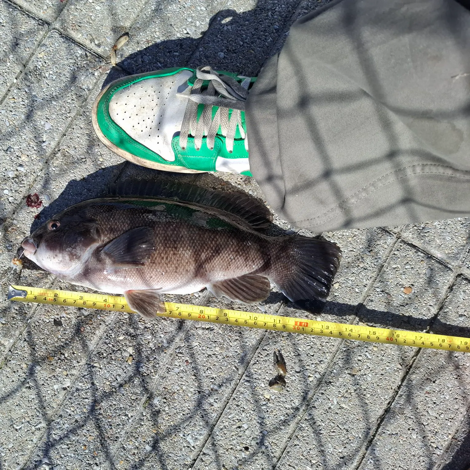 Tautog caught on Fishbrain