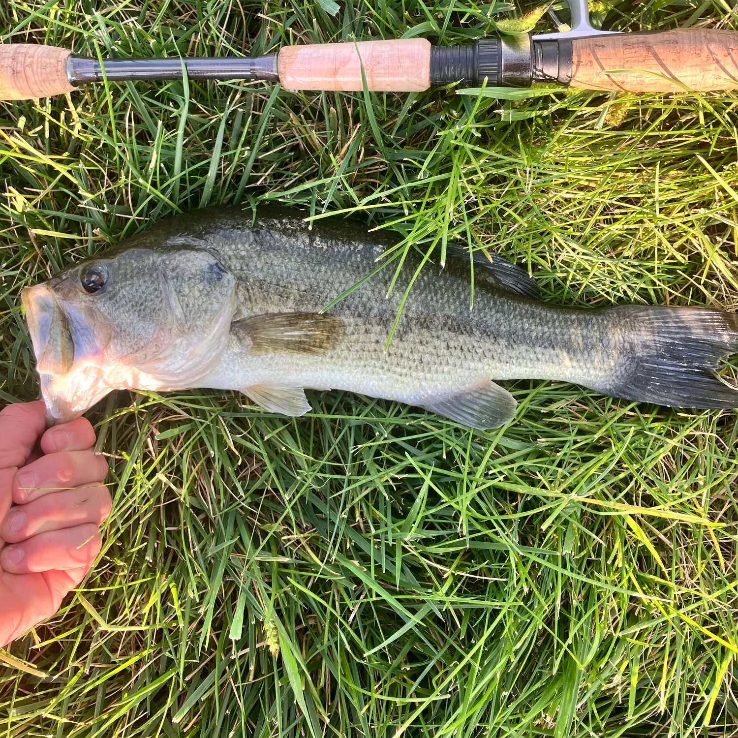 Largemouth bass caught on Fishbrain