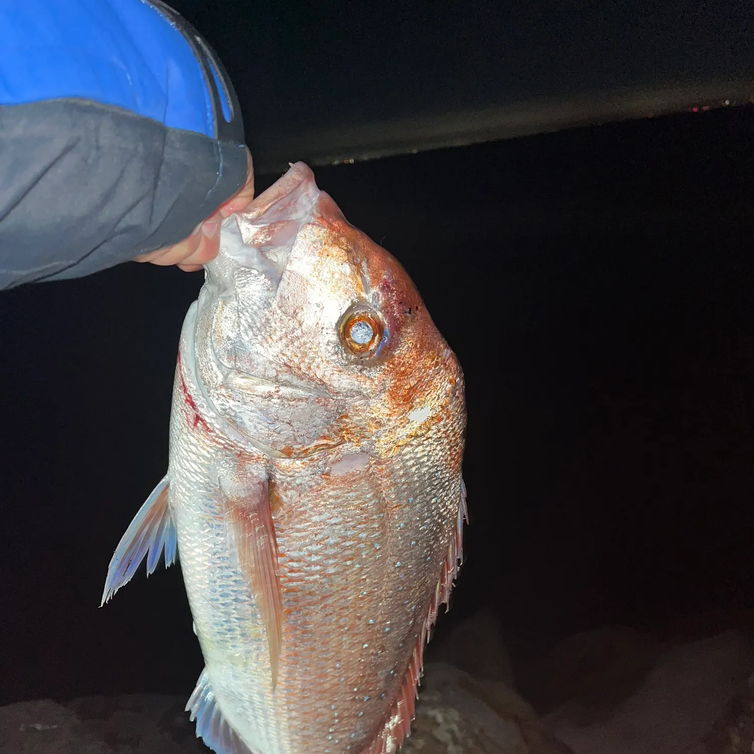 Australasian snapper caught on Fishbrain
