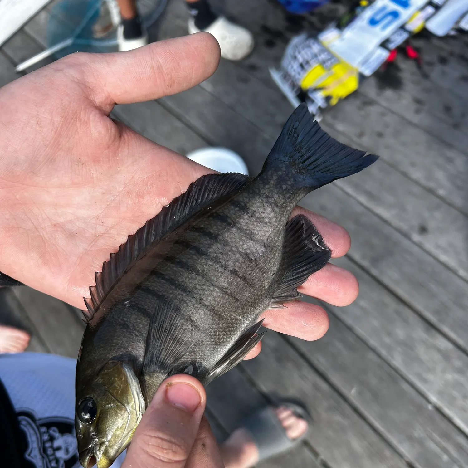 The most recent Luderick catches on Fishbrain