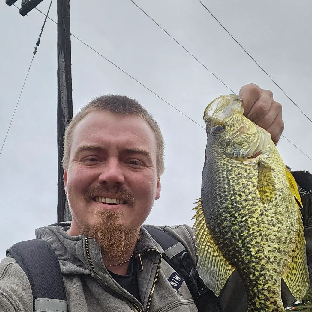 Black crappie caught on Fishbrain