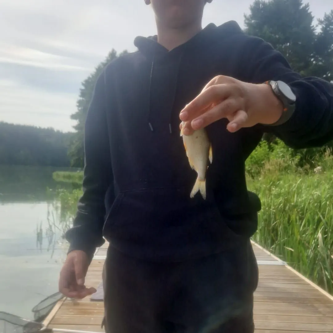 The most recent White bream catches on Fishbrain