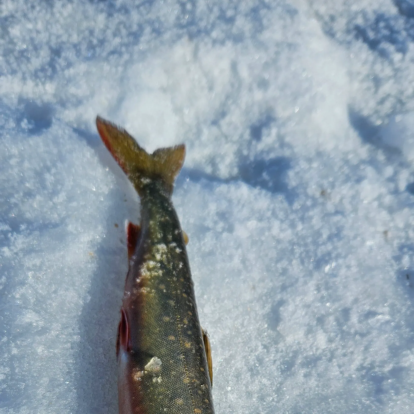 The most recent Arctic char catches on Fishbrain