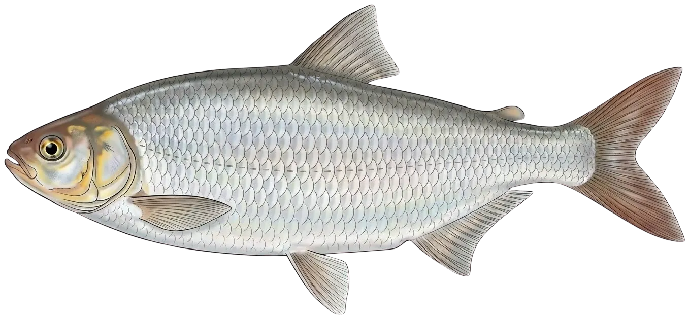 Dorada
