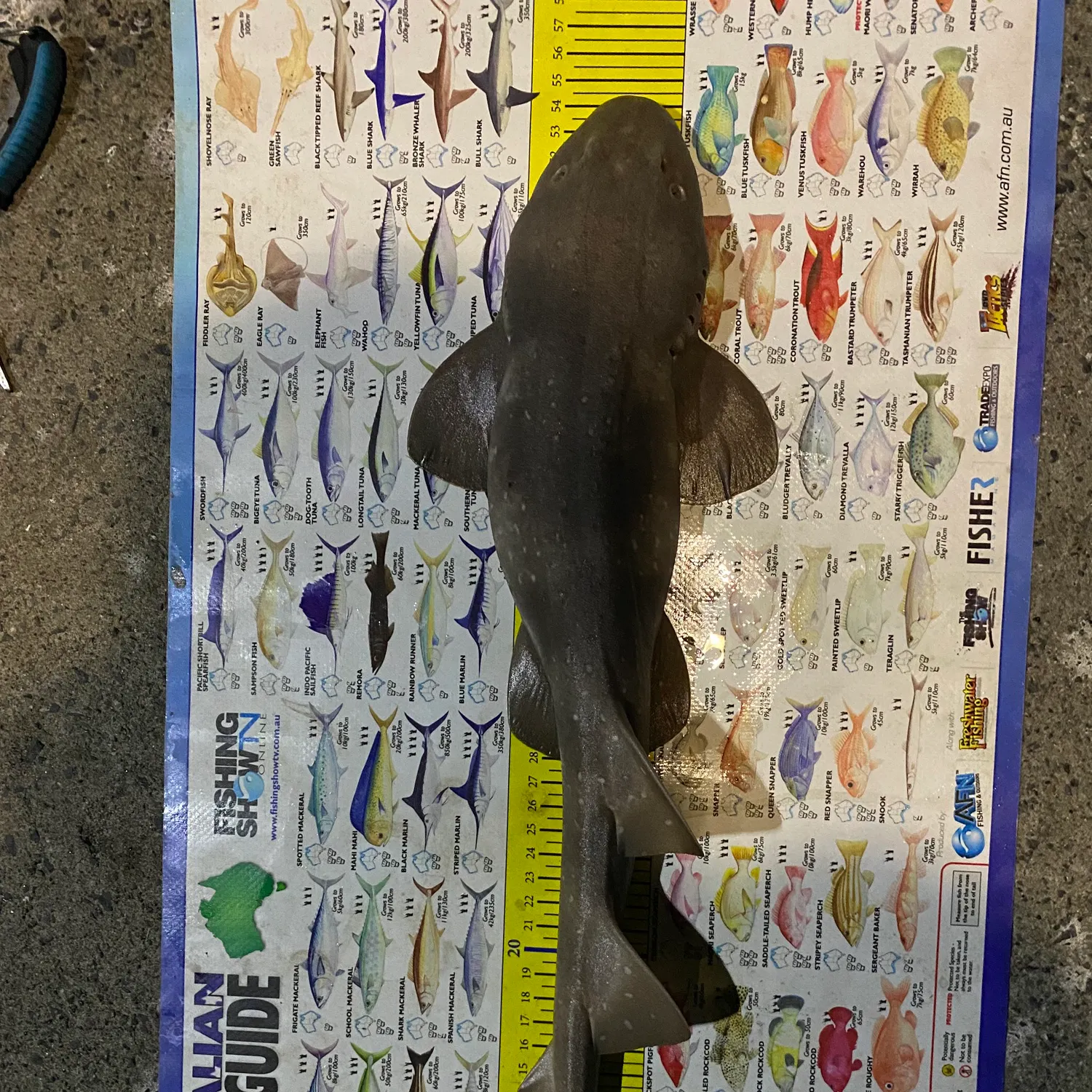 Blind shark caught on Fishbrain
