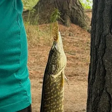 Northern pike caught on Fishbrain