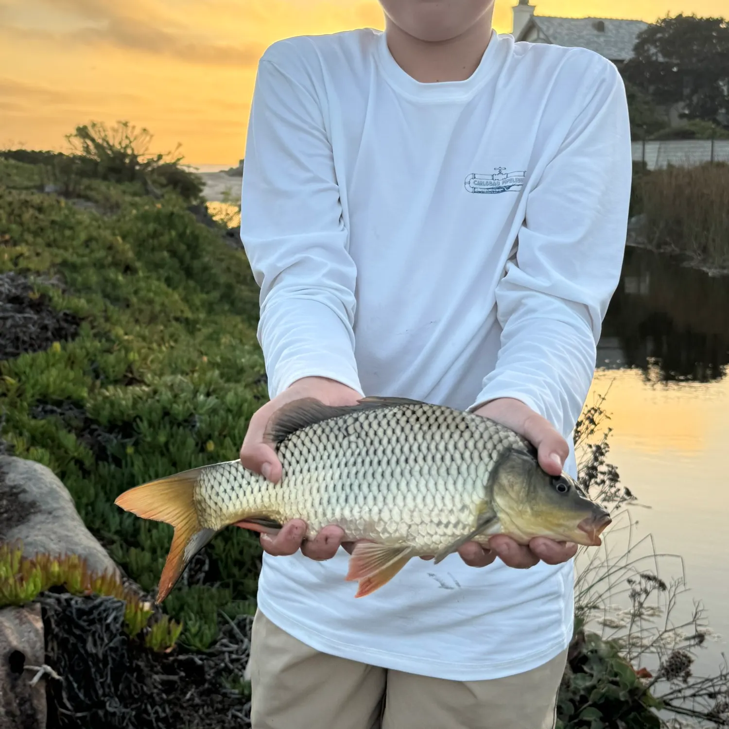 Common carp caught on Fishbrain