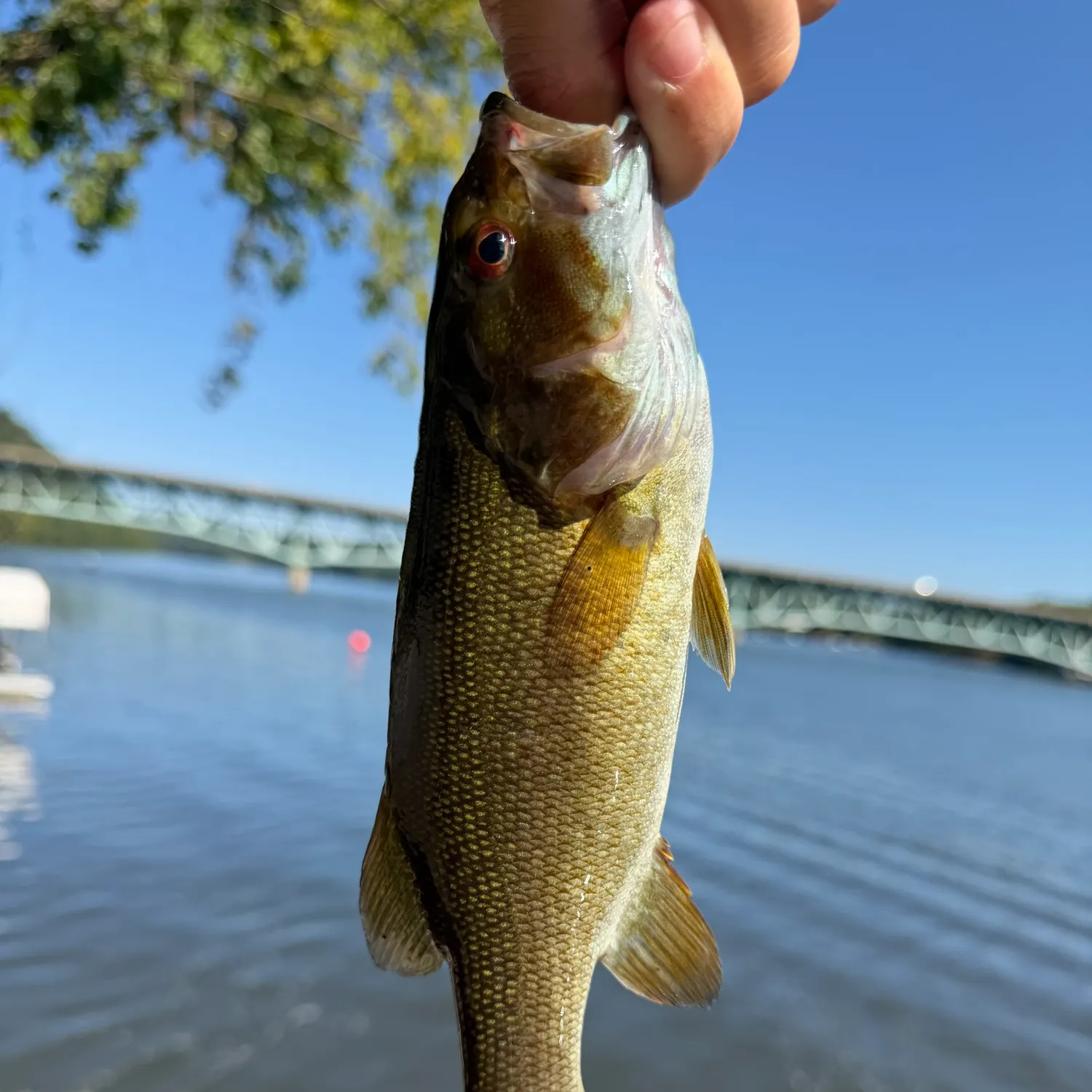 Smallmouth bass caught on Fishbrain