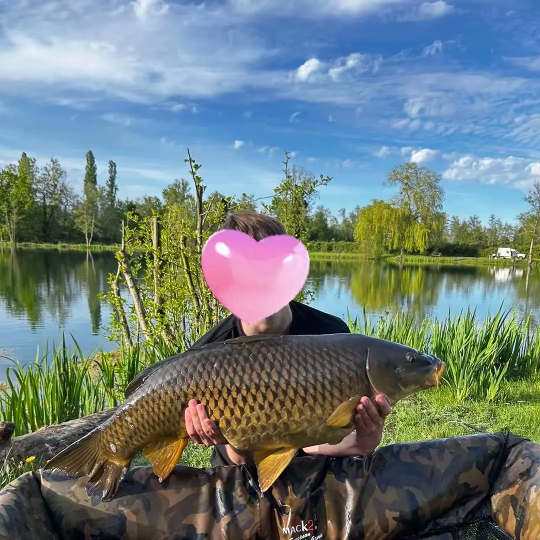 Common carp caught on Fishbrain