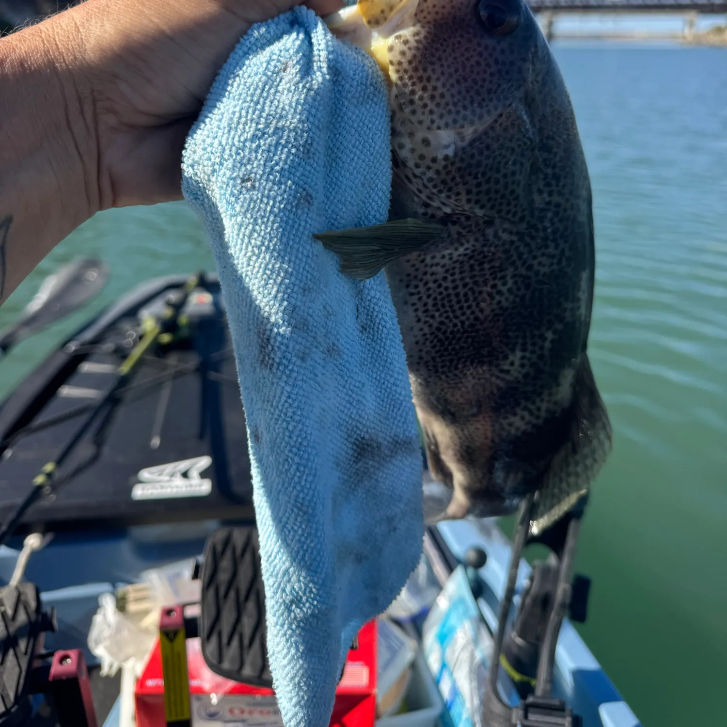 Spotted sand bass caught on Fishbrain