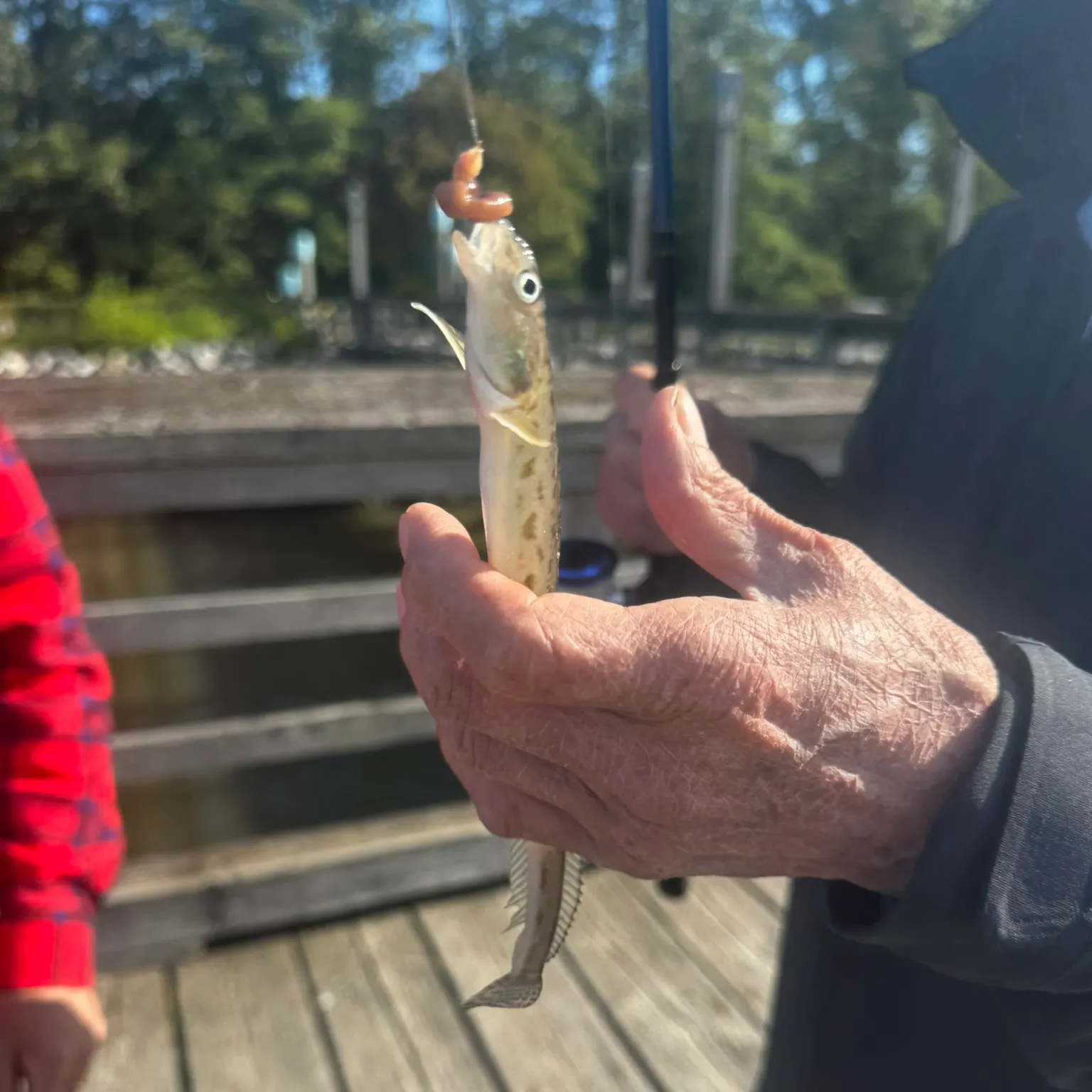 The most recent Snake prickleback catches on Fishbrain