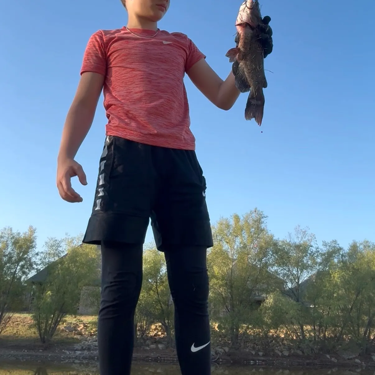Channel catfish caught on Fishbrain