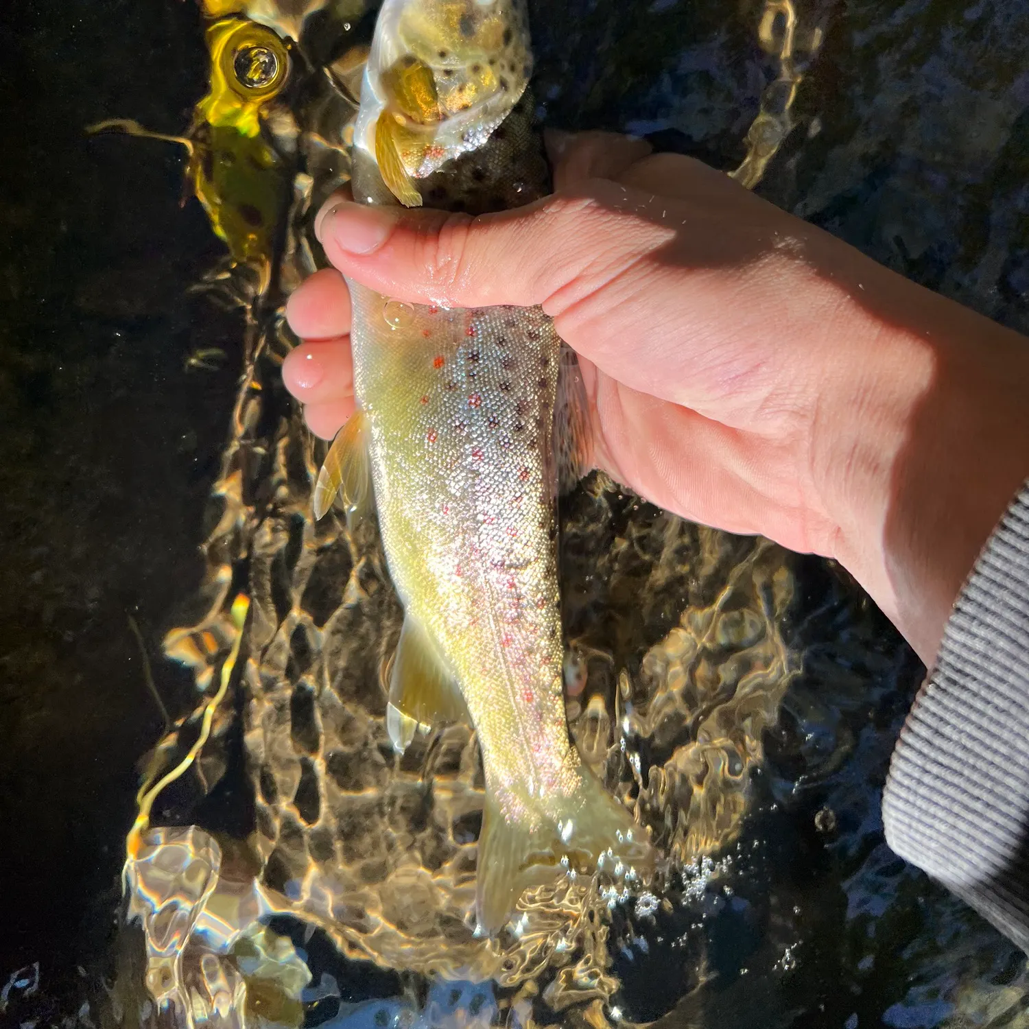 Brown trout caught on Fishbrain