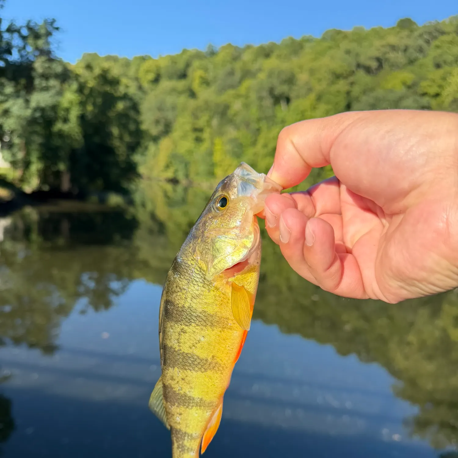 Yellow perch caught on Fishbrain