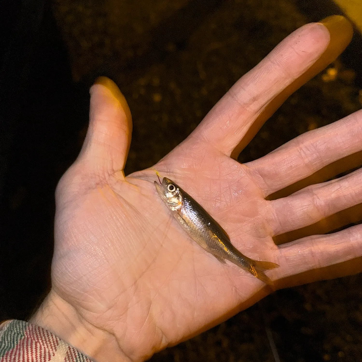 Rosyside dace caught on Fishbrain