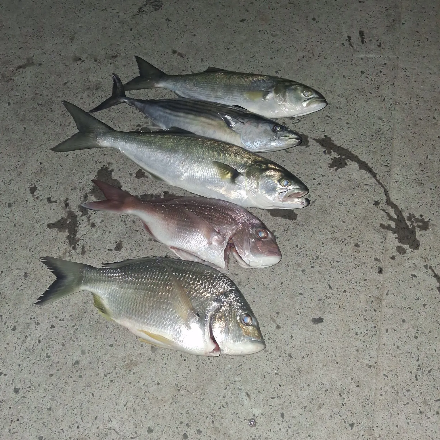 recently logged catches