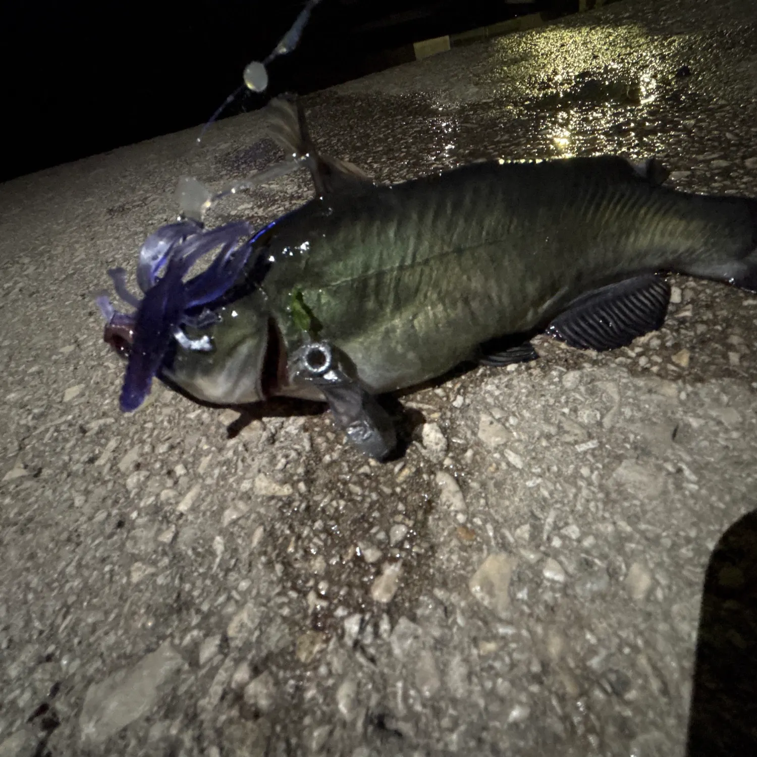 Black bullhead caught on Fishbrain