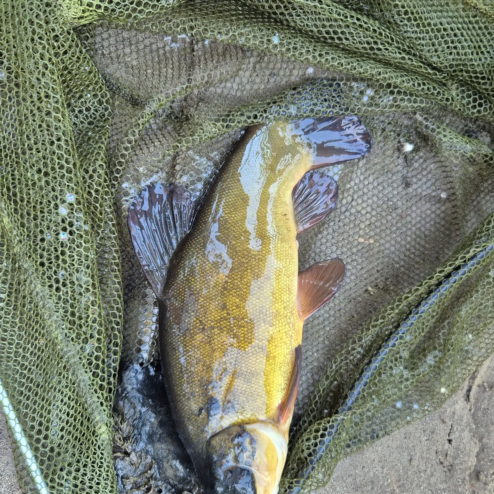 Tench caught on Fishbrain