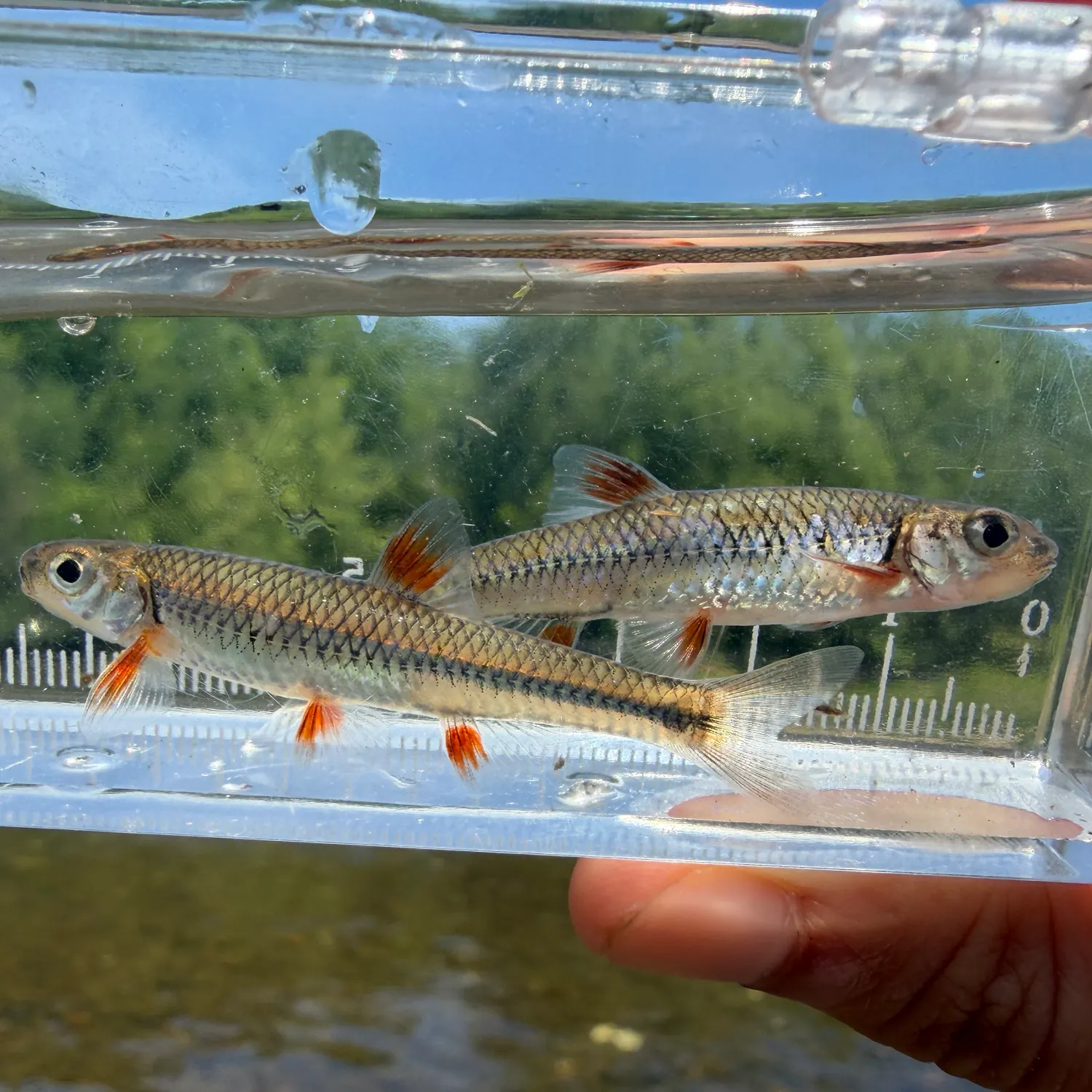 The most recent Sawfin catches on Fishbrain