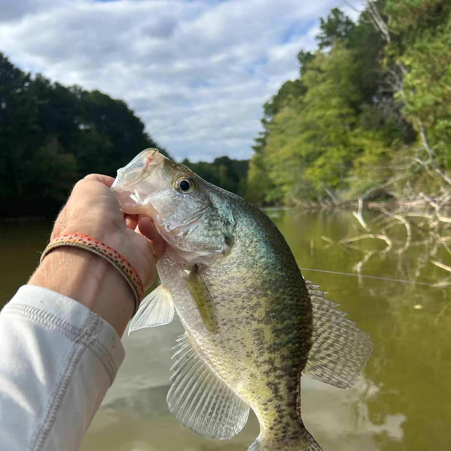 White crappie caught on Fishbrain