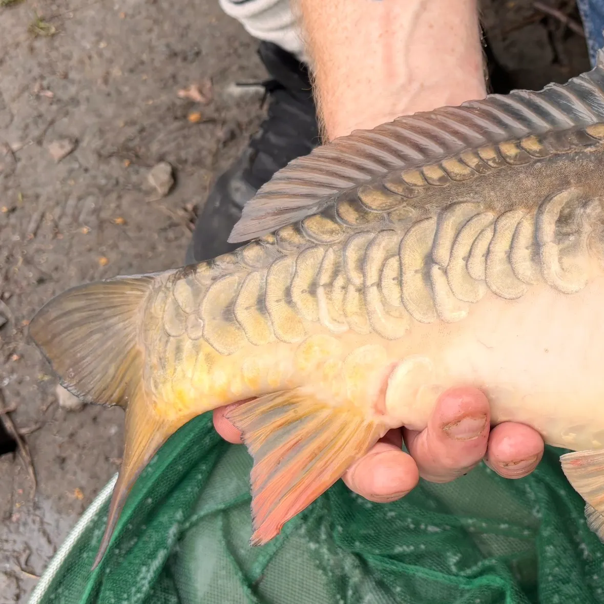The most recent Mirror carp catches on Fishbrain