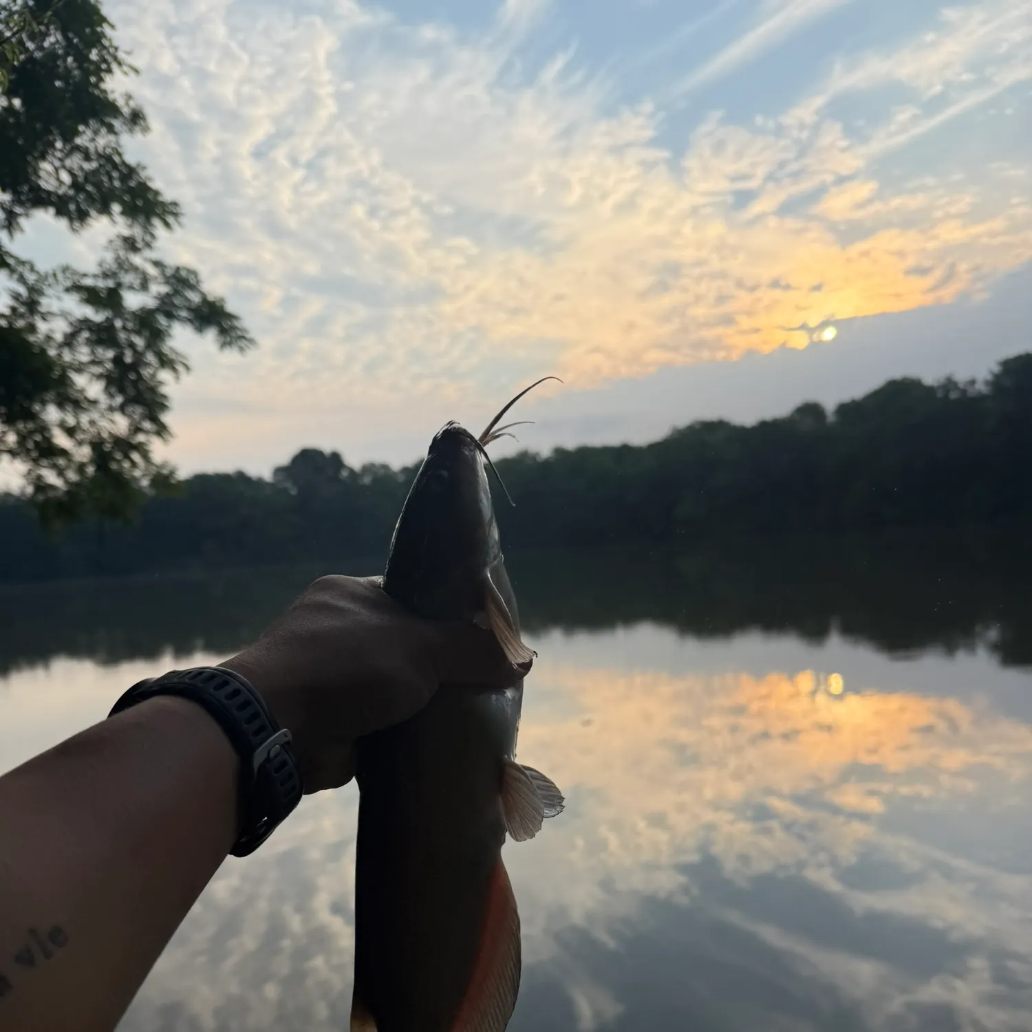 Channel catfish caught on Fishbrain