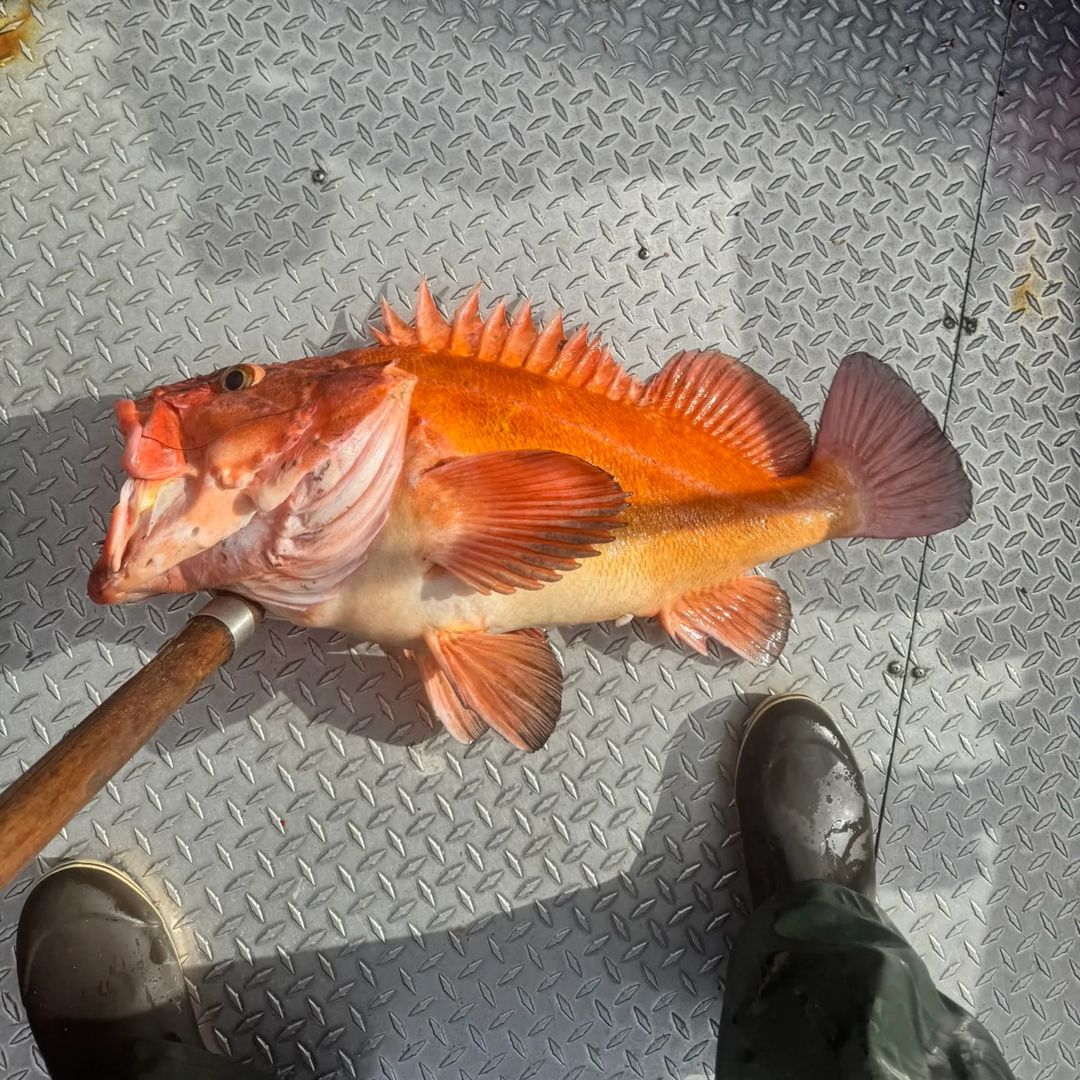 The most recent Yelloweye rockfish catches on Fishbrain