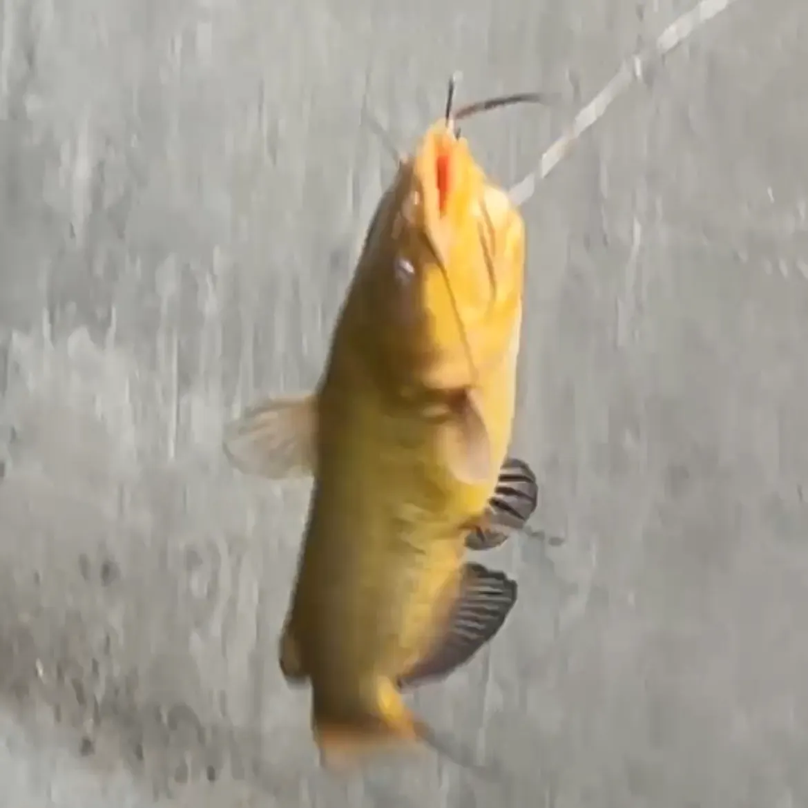 The most recent Yellow bullhead catches on Fishbrain