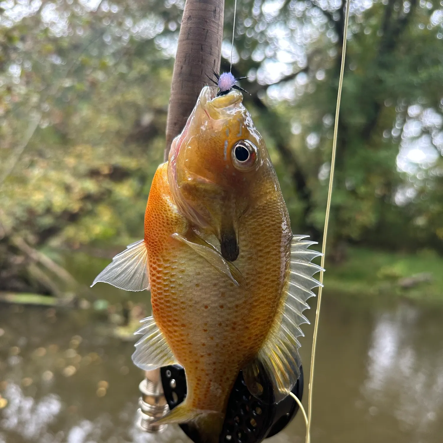 Redbreast sunfish caught on Fishbrain