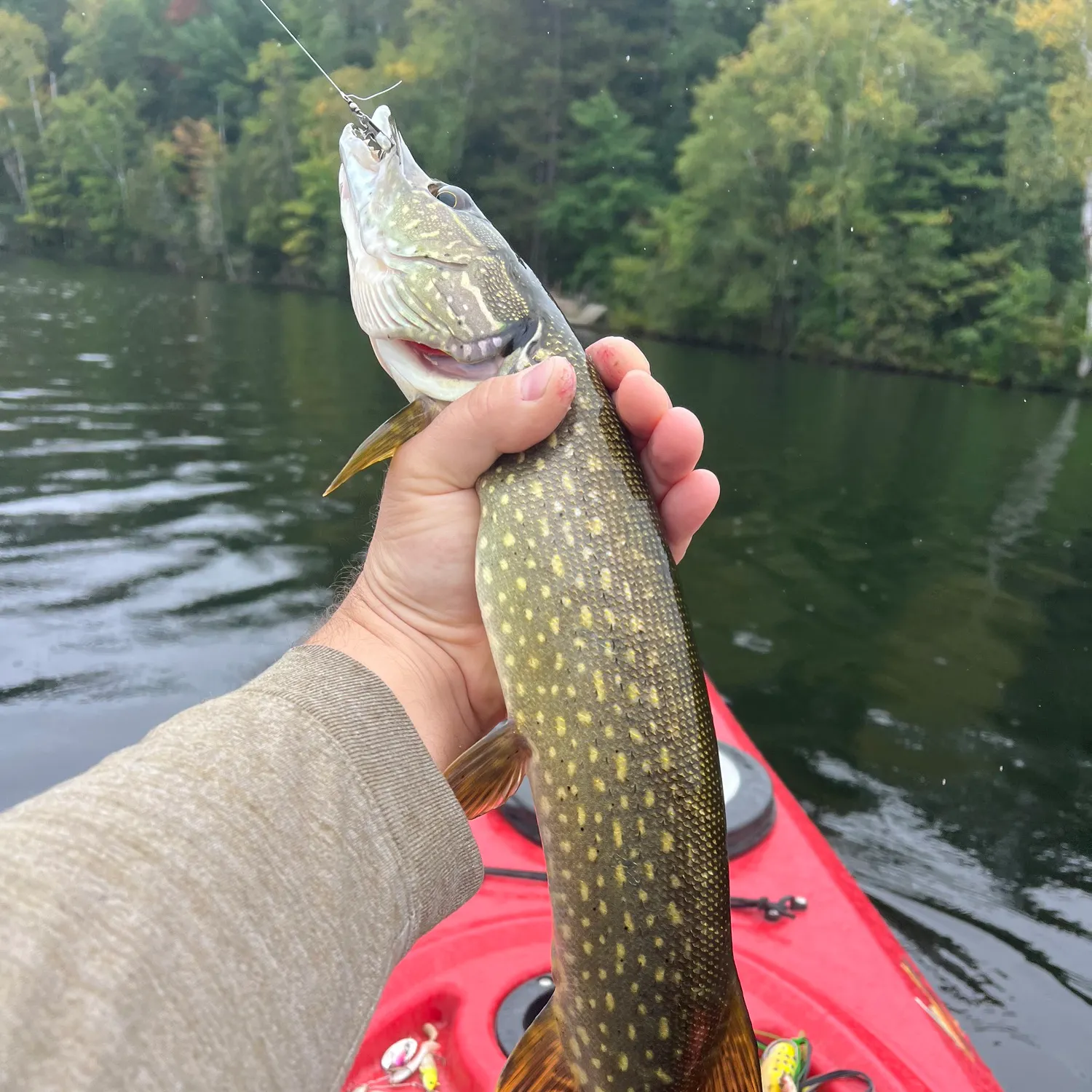 Northern pike caught on Fishbrain