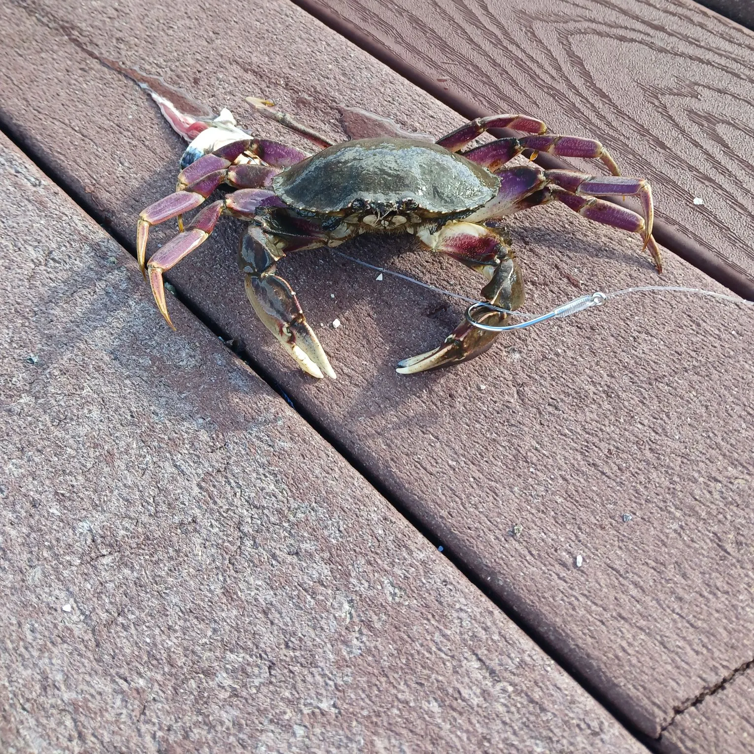 The most recent Dungeness crab catches on Fishbrain