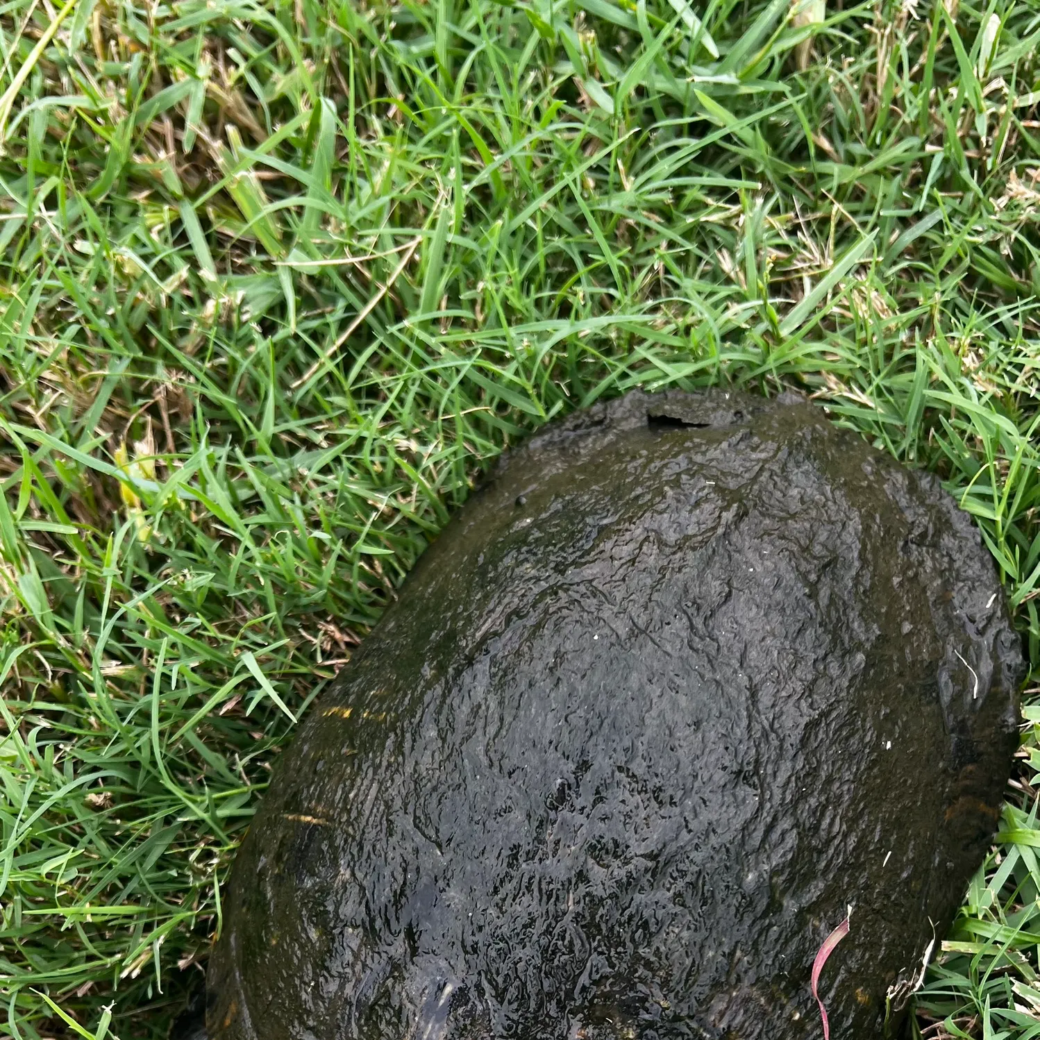 Pond slider turtle caught on Fishbrain