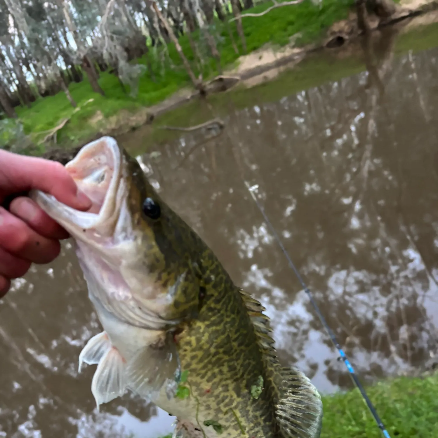 Murray cod caught on Fishbrain