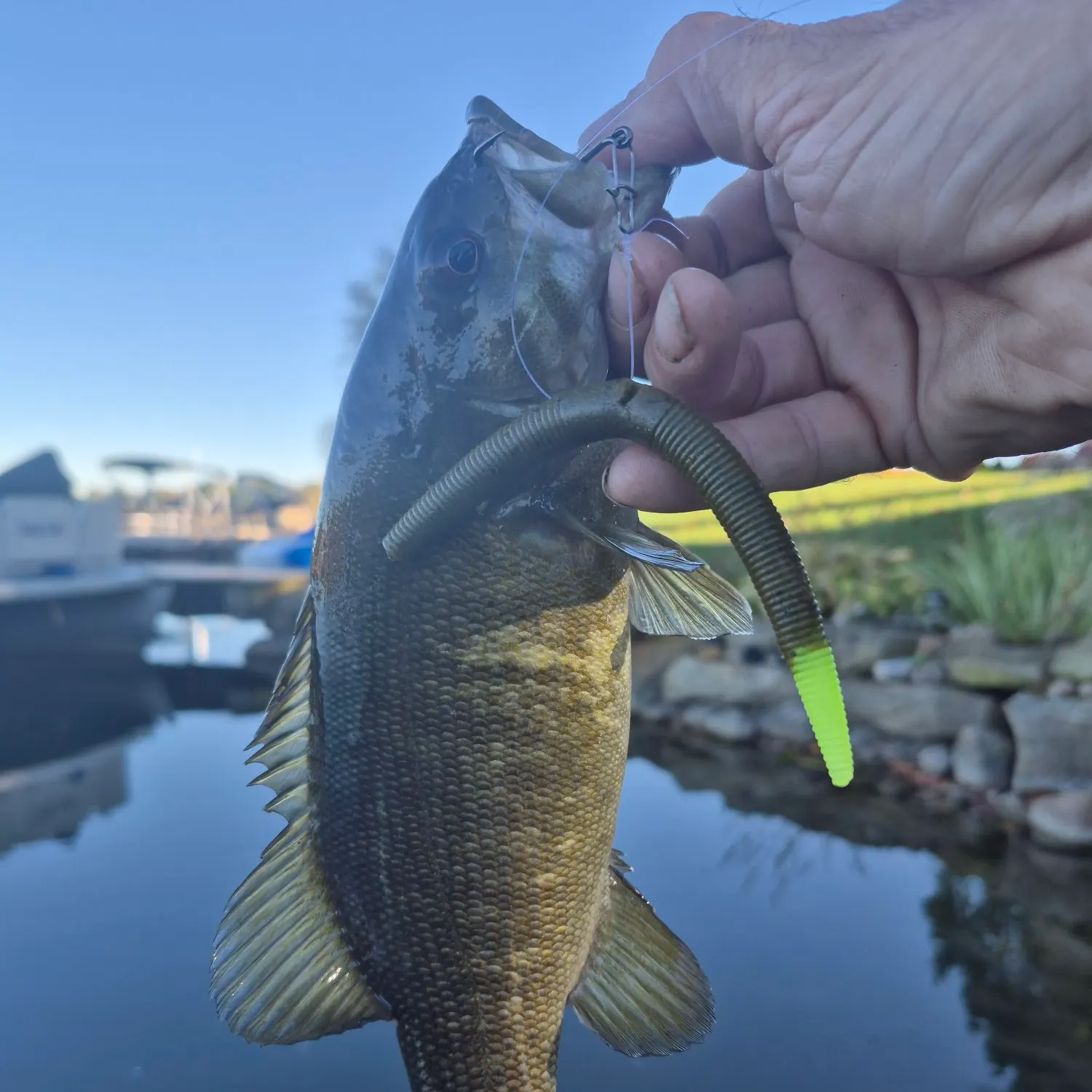 Smallmouth bass caught on Fishbrain