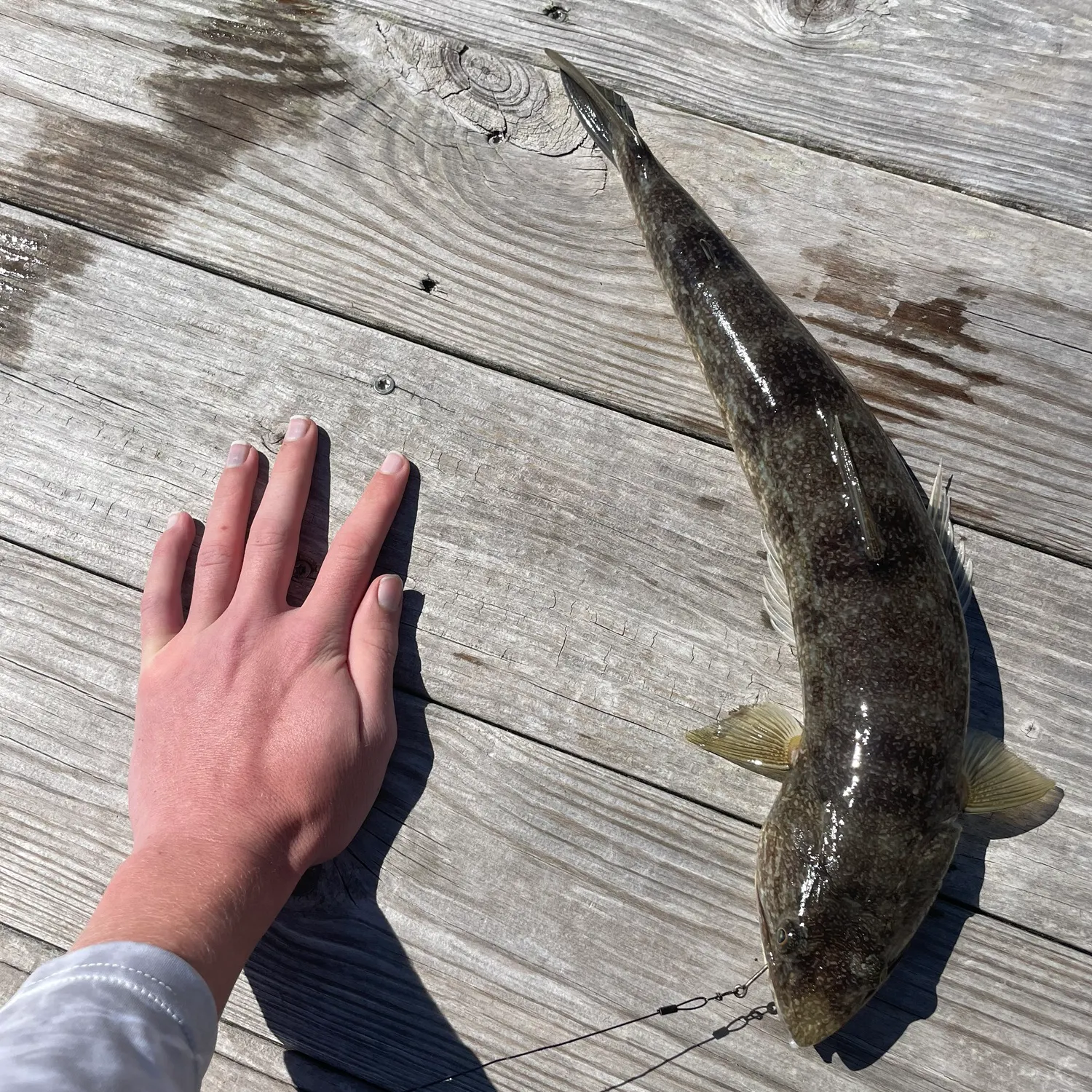 Inshore lizardfish caught on Fishbrain