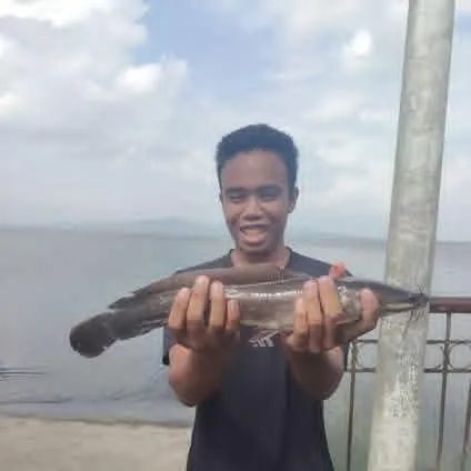 The most recent Walking catfish catches on Fishbrain