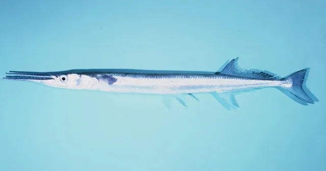 Agujon needlefish