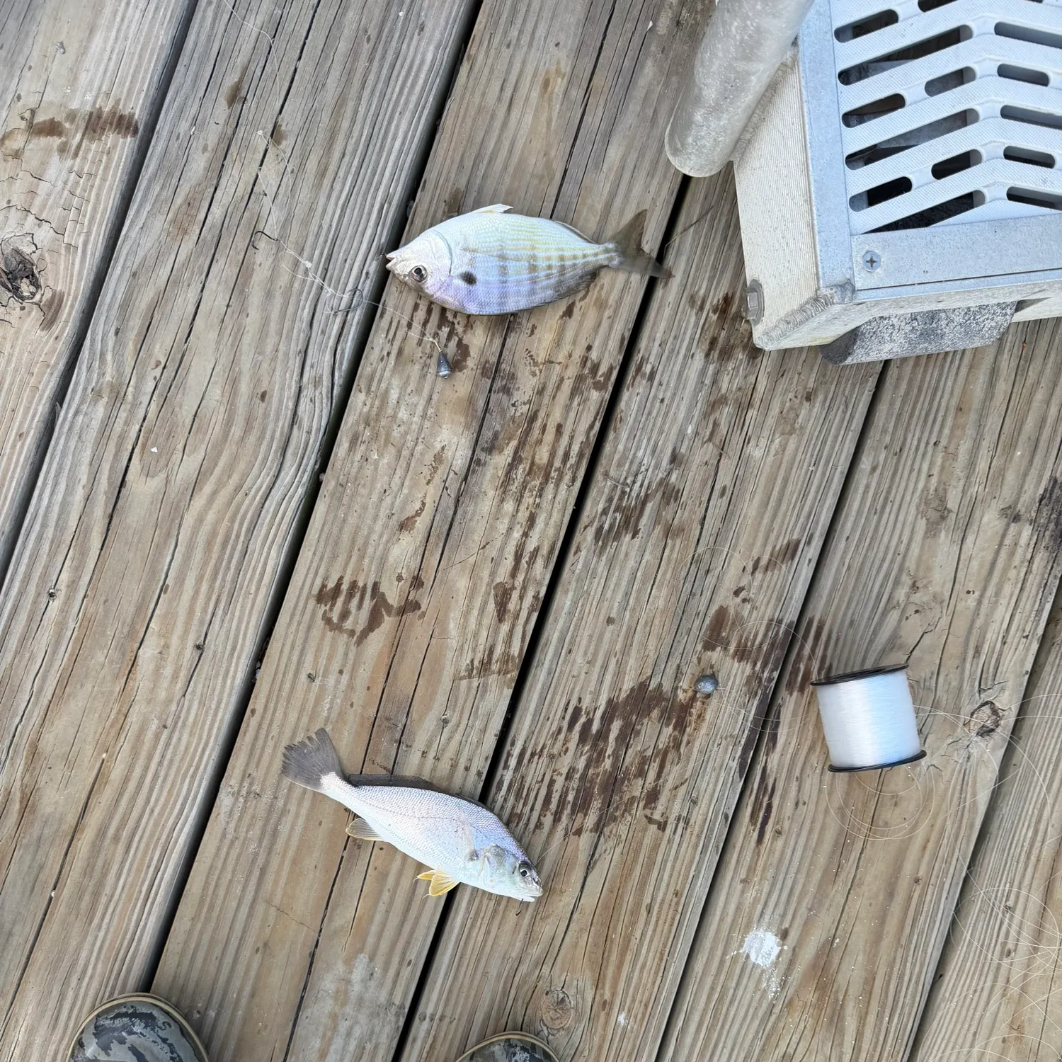 Atlantic croaker caught on Fishbrain