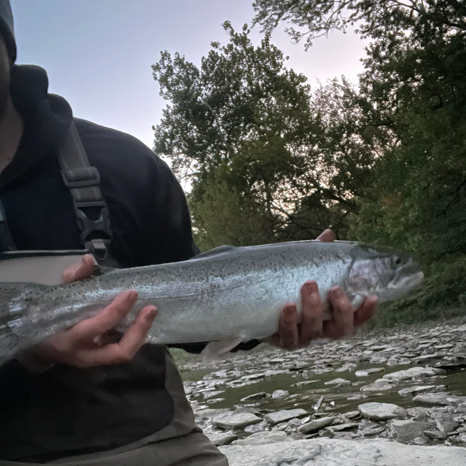 The most recent Steelhead catches on Fishbrain