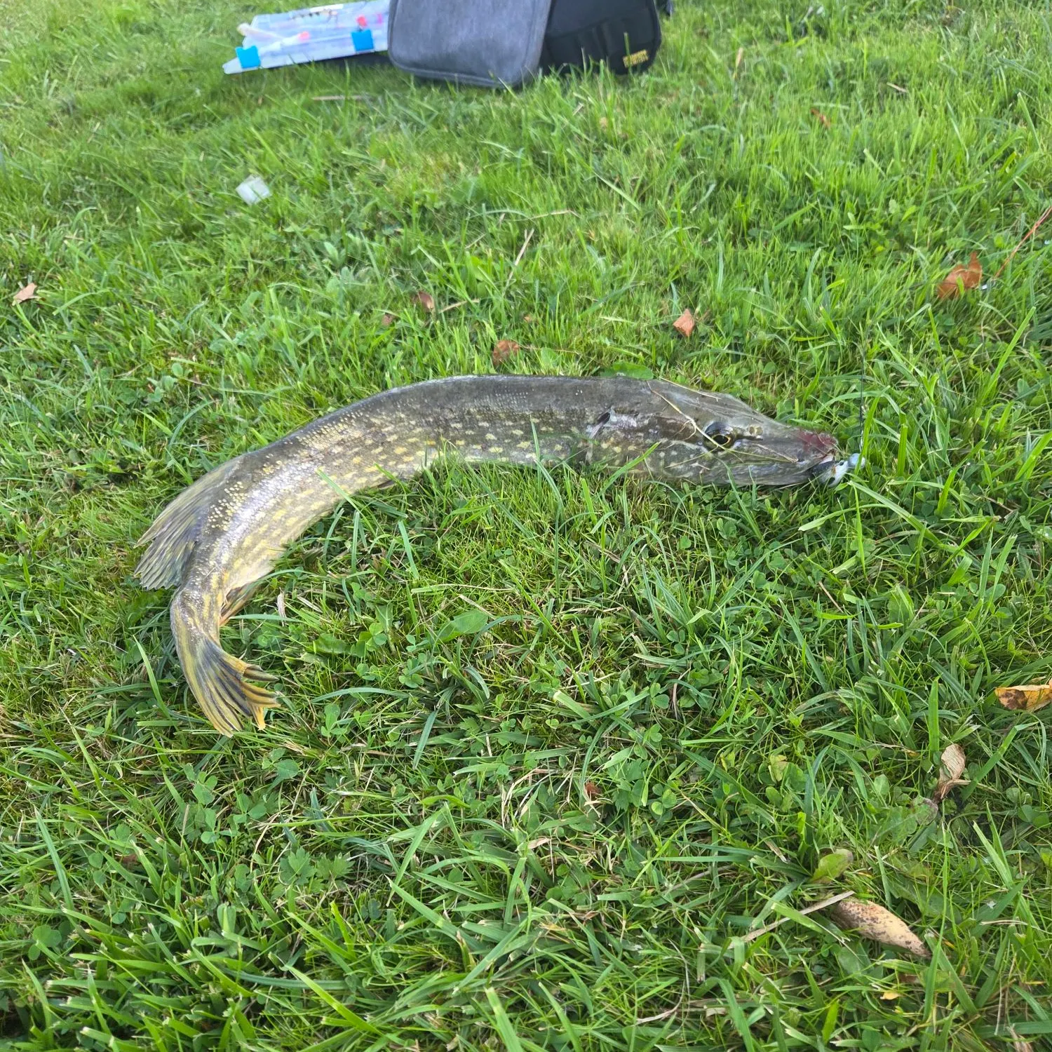 Northern pike caught on Fishbrain