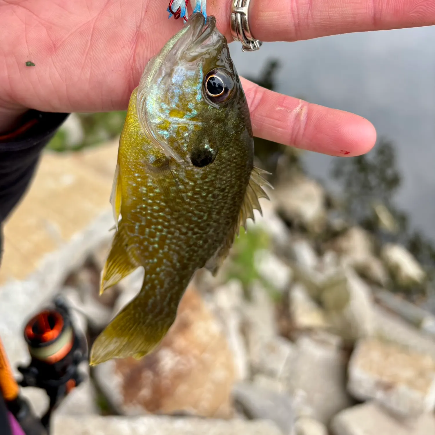 Greengill hybrid caught on Fishbrain