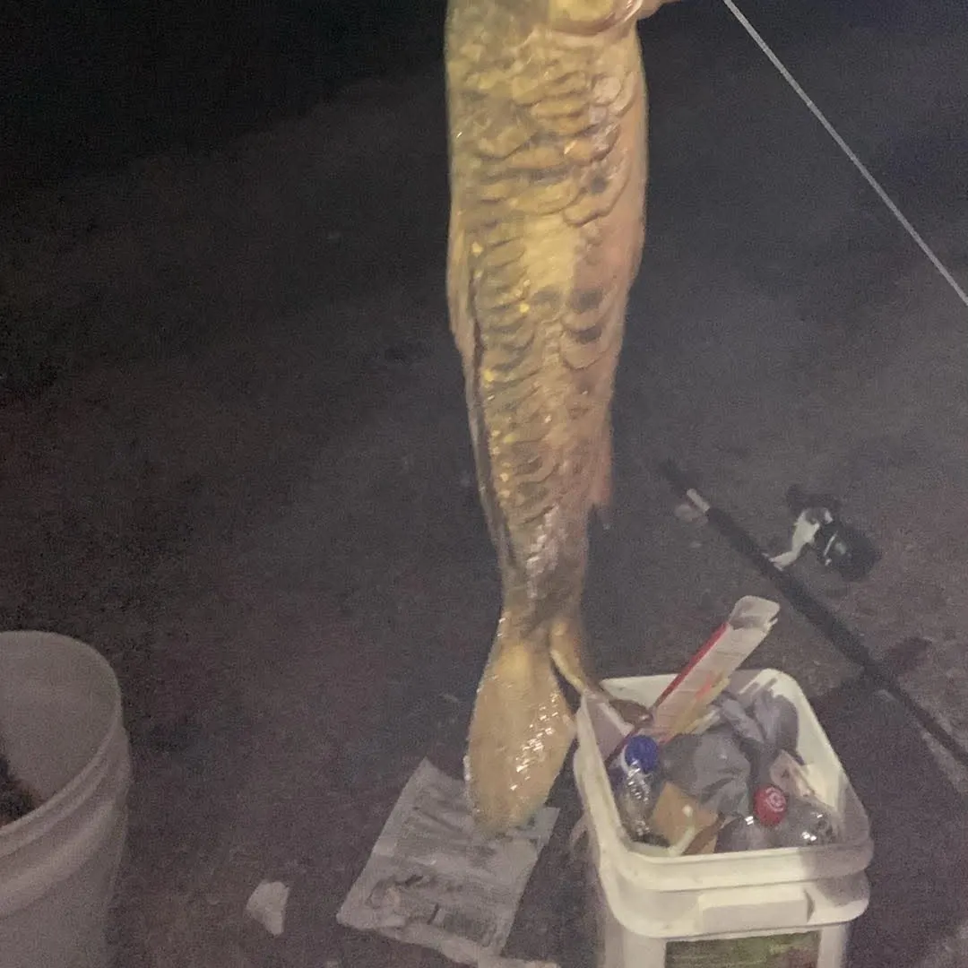 Mirror carp caught on Fishbrain