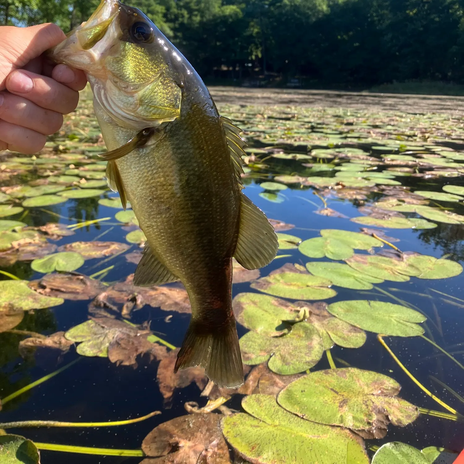 The most recent Largemouth bass catches on Fishbrain