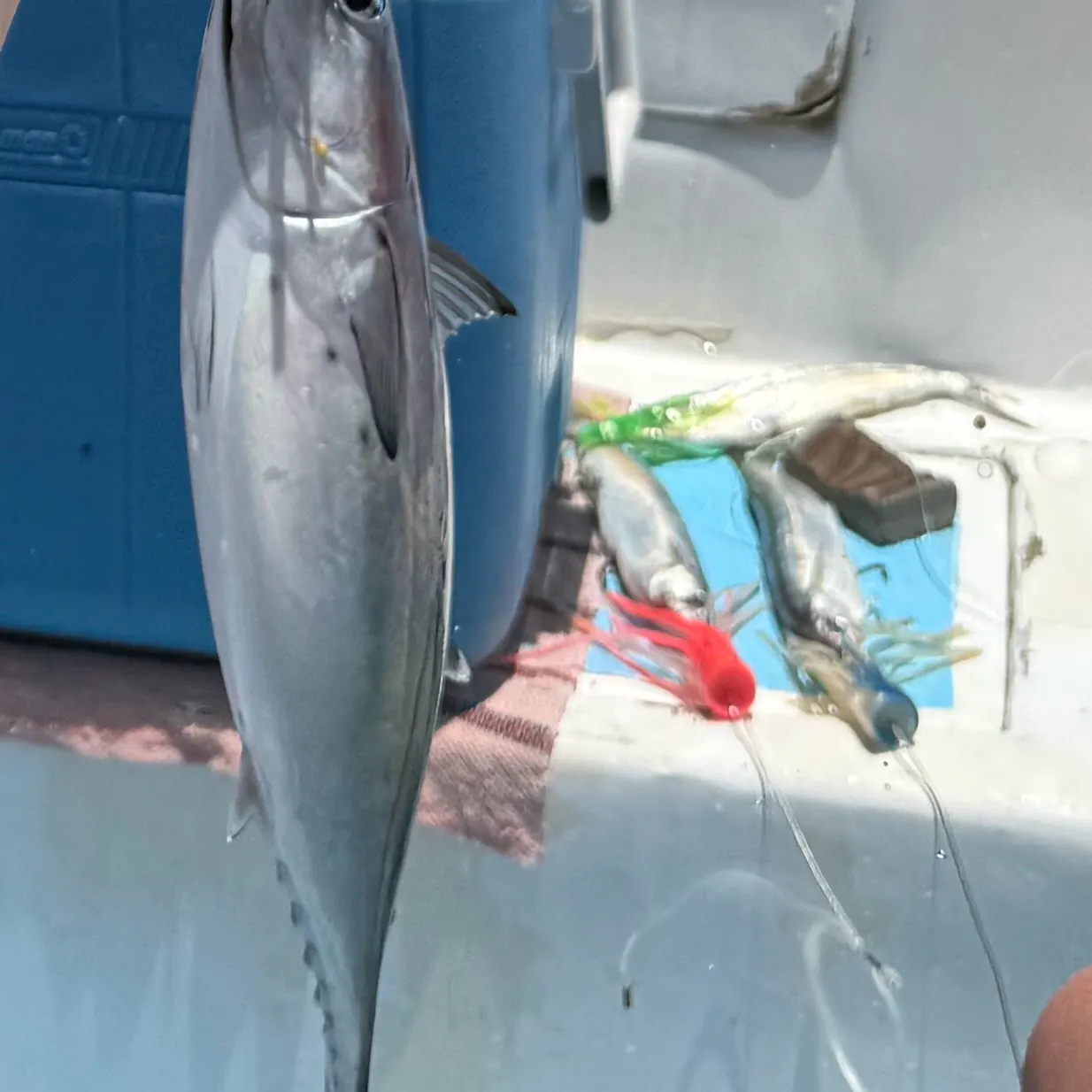 Pacific bluefin tuna caught on Fishbrain