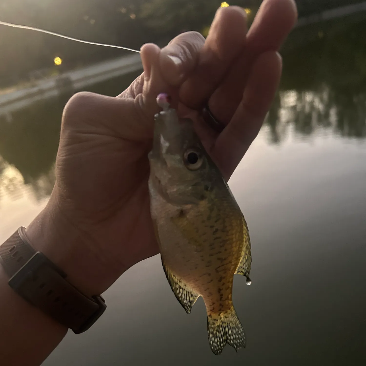 Black crappie caught on Fishbrain